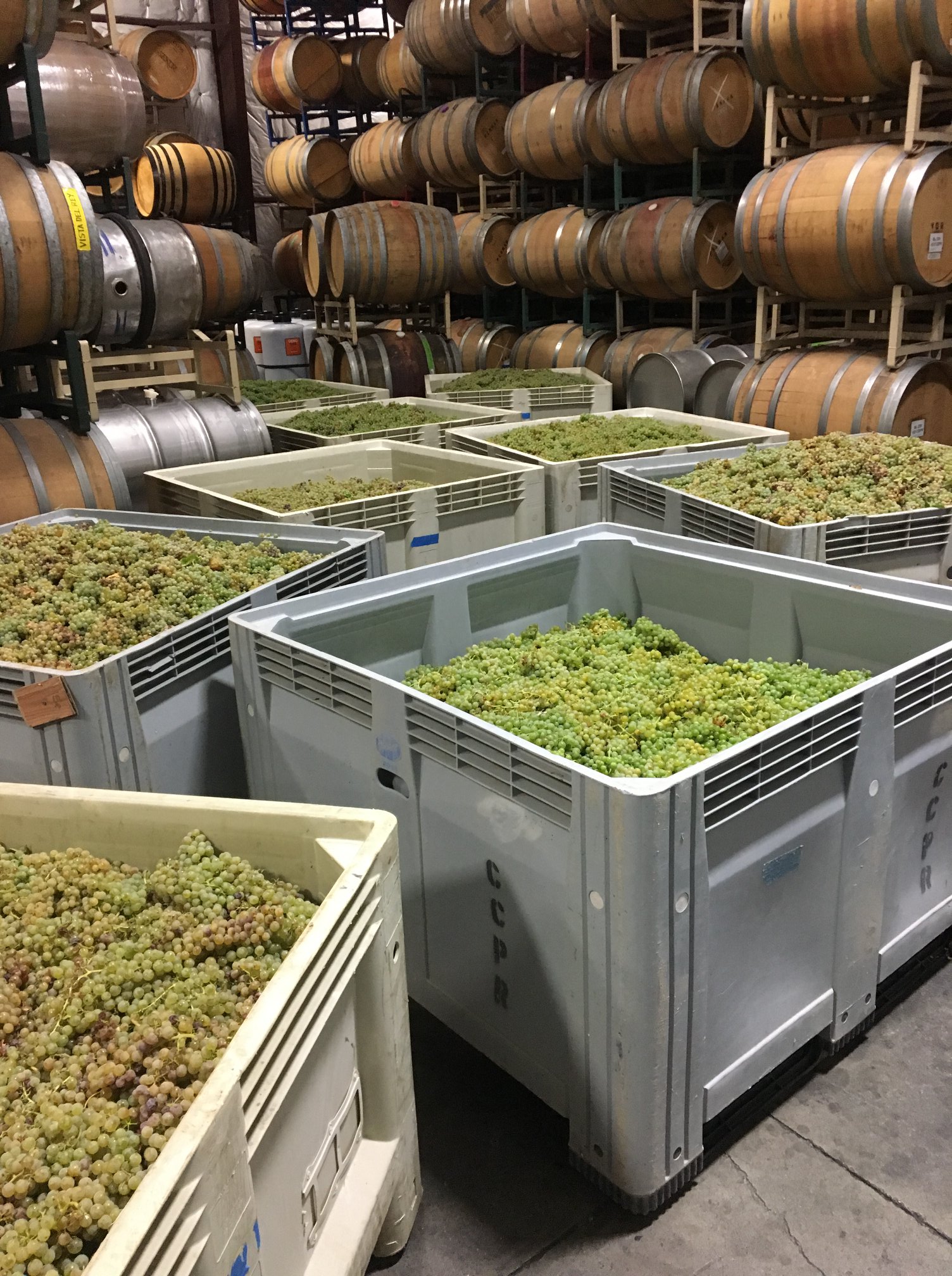 Bins of wine grapes in winery
